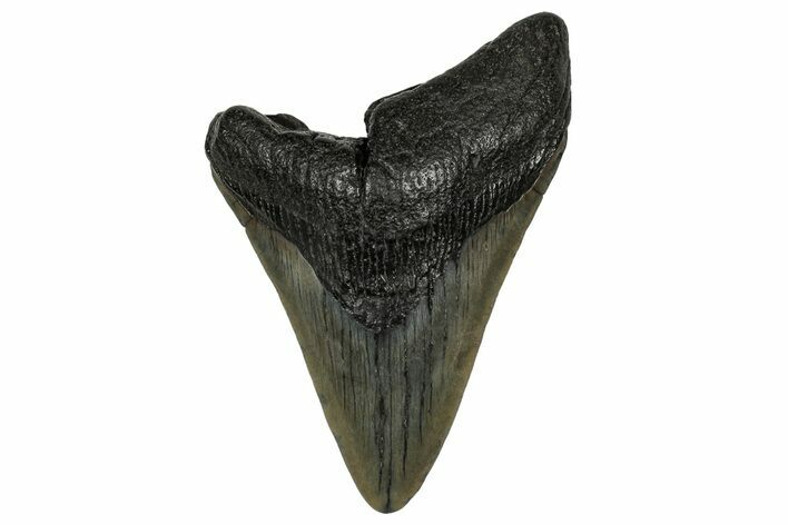 Fossil Megalodon Tooth - South Carolina #340414